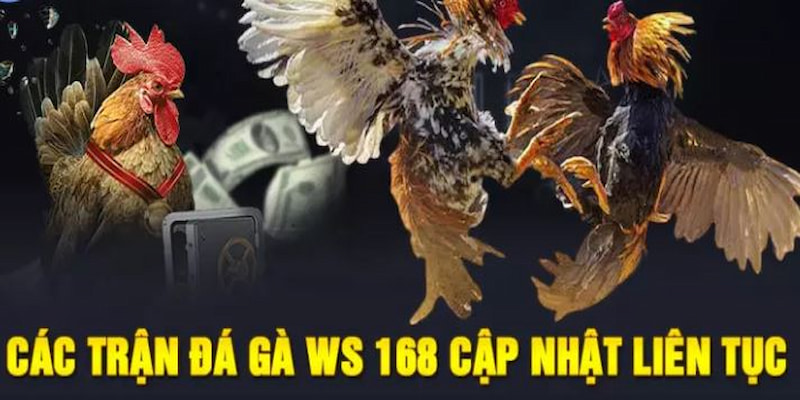 Đá gà Ws168 cung cấp đa dạng các kiểu cược khác nhau