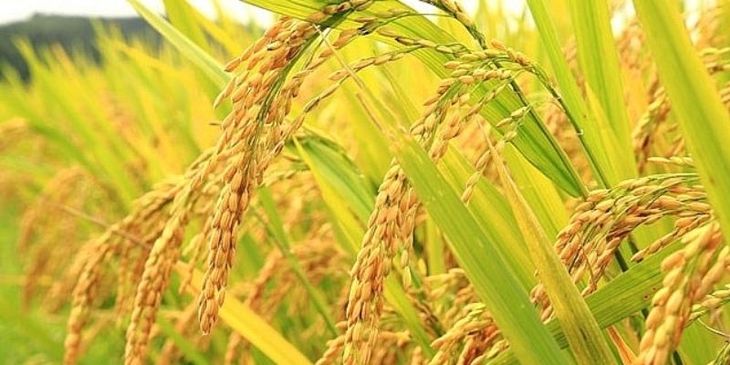 Nuôi gà đá cựa dao bằng thóc ngâm mầm